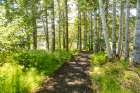 Washington State, Megler. Walk along the North Shore of the Columbia River. Art Print